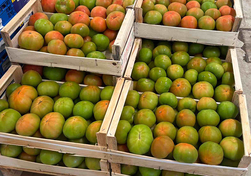 Pomodoro Cuore di Bue - Sicilia - 1,45/1,55 euro al chilogrammo